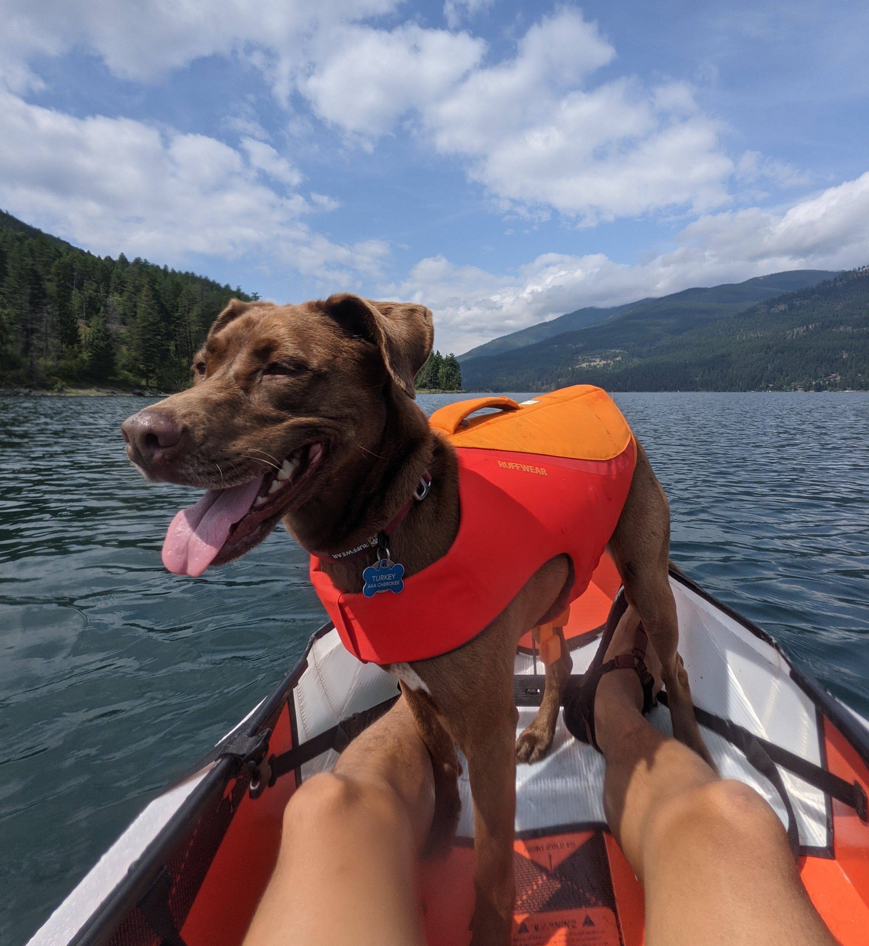 A dog sits in a kayak while wearing the Ruffwear Float Coat™ Dog Life Jacket.