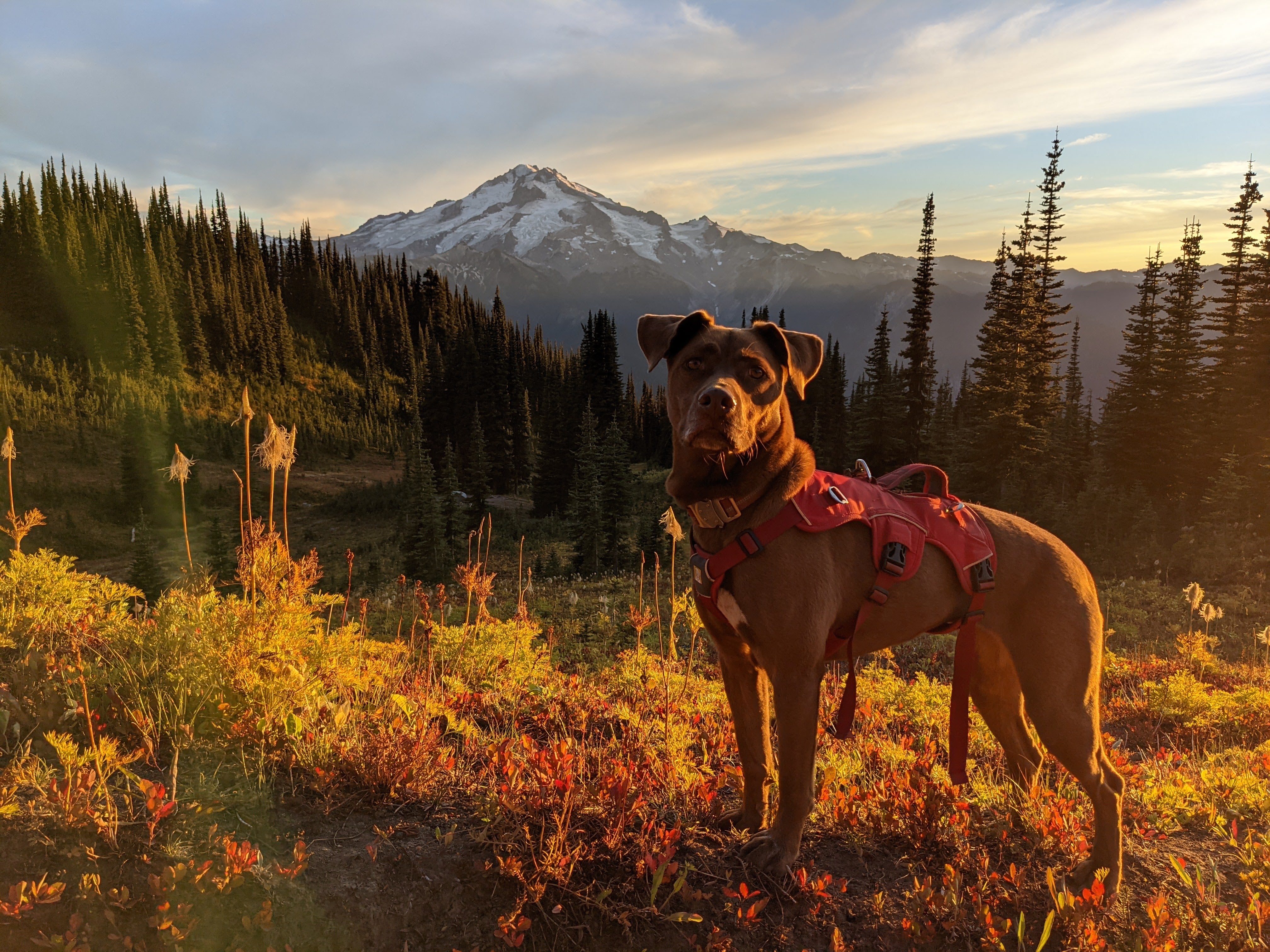 A dog stands on a hiking trail with a mountain and the woods behind him. 
