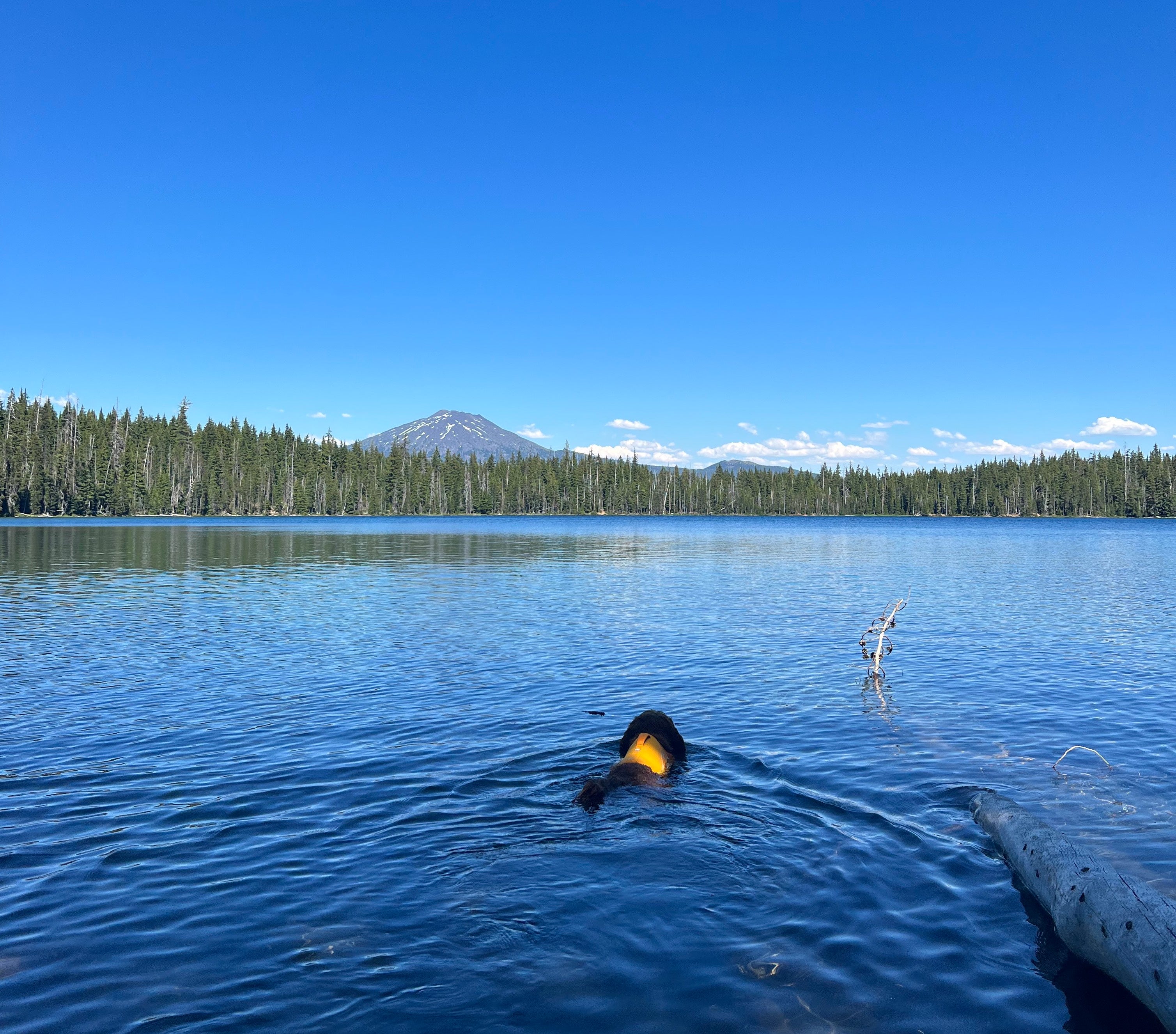 A dog swims in a lake while wearing her Float Coat™ Dog Life Jacket. 