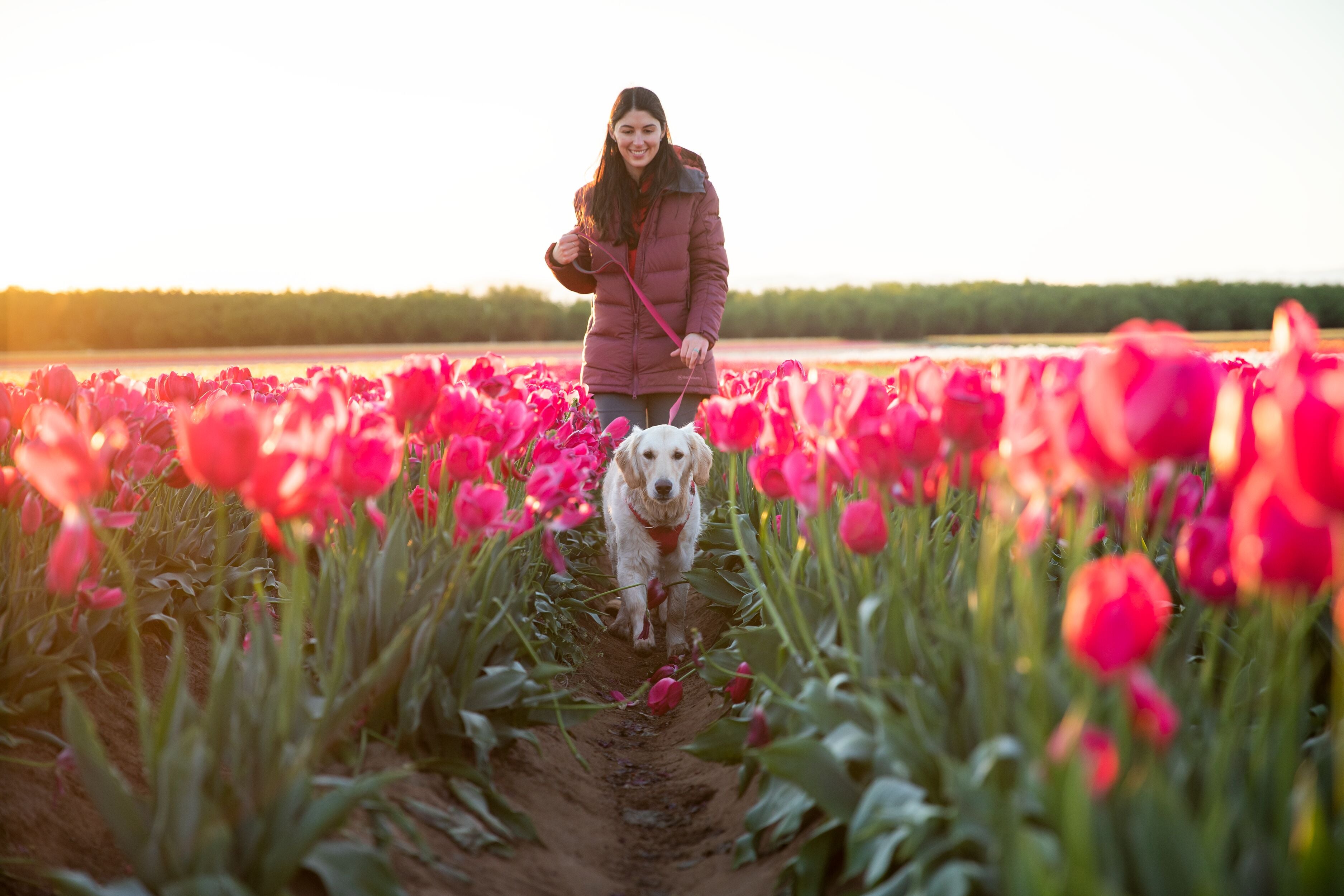 A woman walks through a field of pink flowers with her dog. 