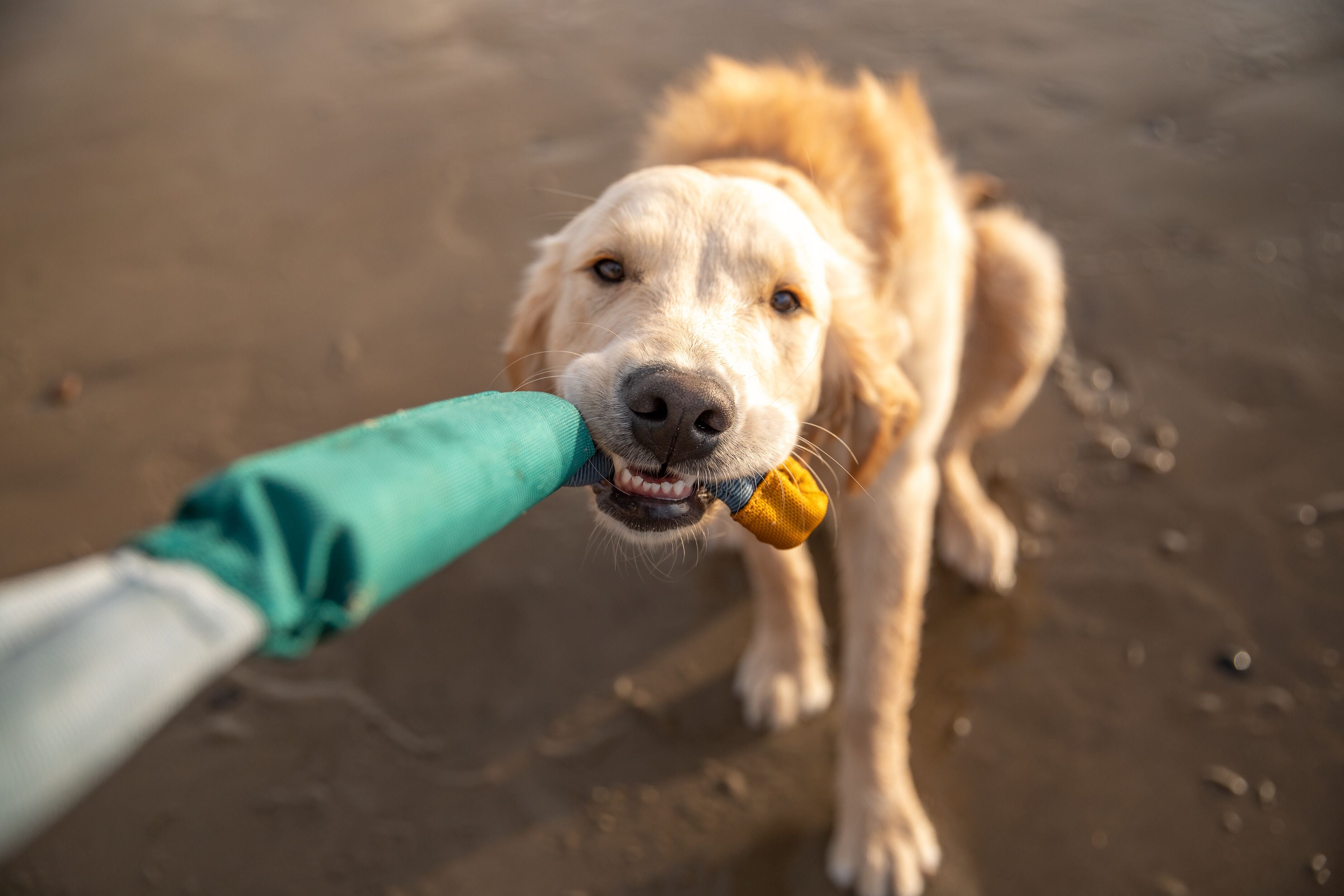 A golden retriever dog tugs on Ruffwear's Pacific Loop™ toy on the beach. 