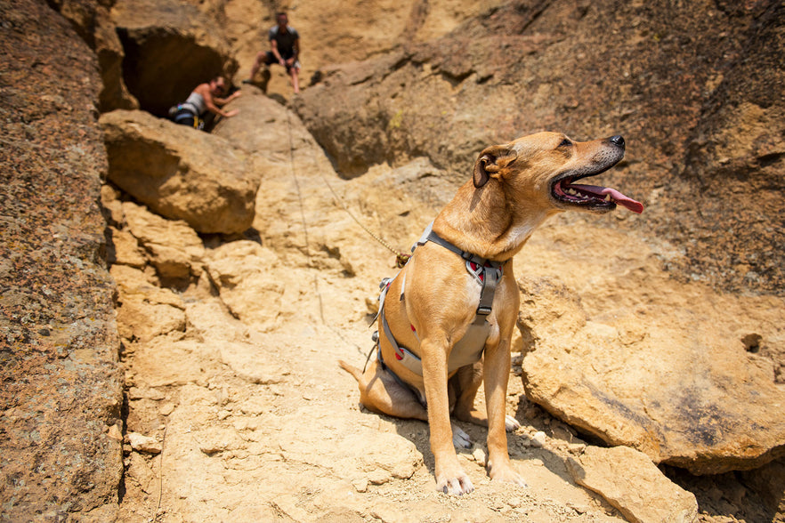 Doubleback™ Full Body Dog Safety Harness | Ruffwear