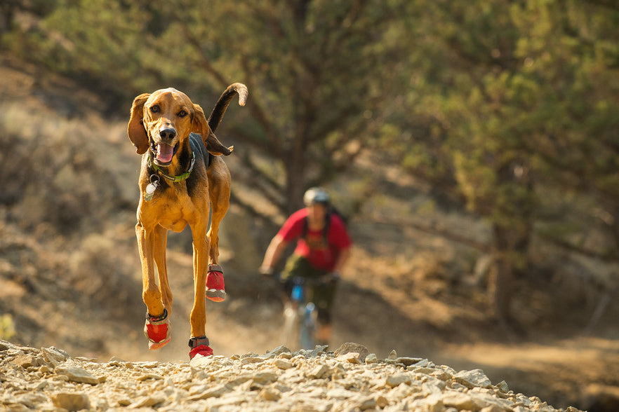 dogs running on pavement