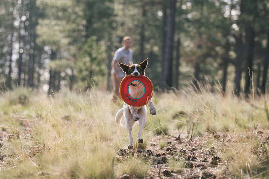 throw and fetch dog toys