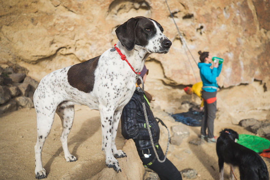 slip knot dog leash