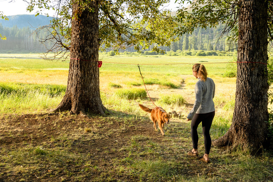 tether leash for dogs