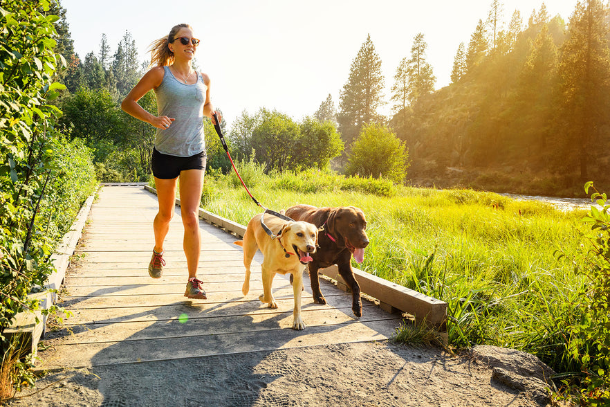 long strong dog leash