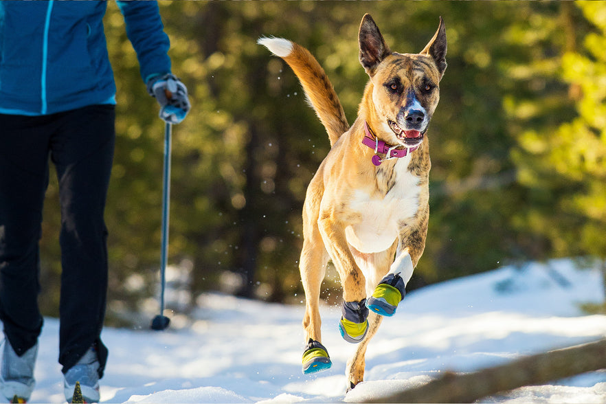 Polar Trex™ Winter Dog Boot Pairs 