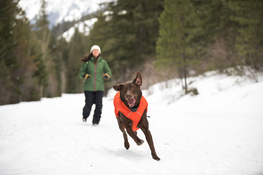 Quinzee™ Winter Dog Jacket | Packable 