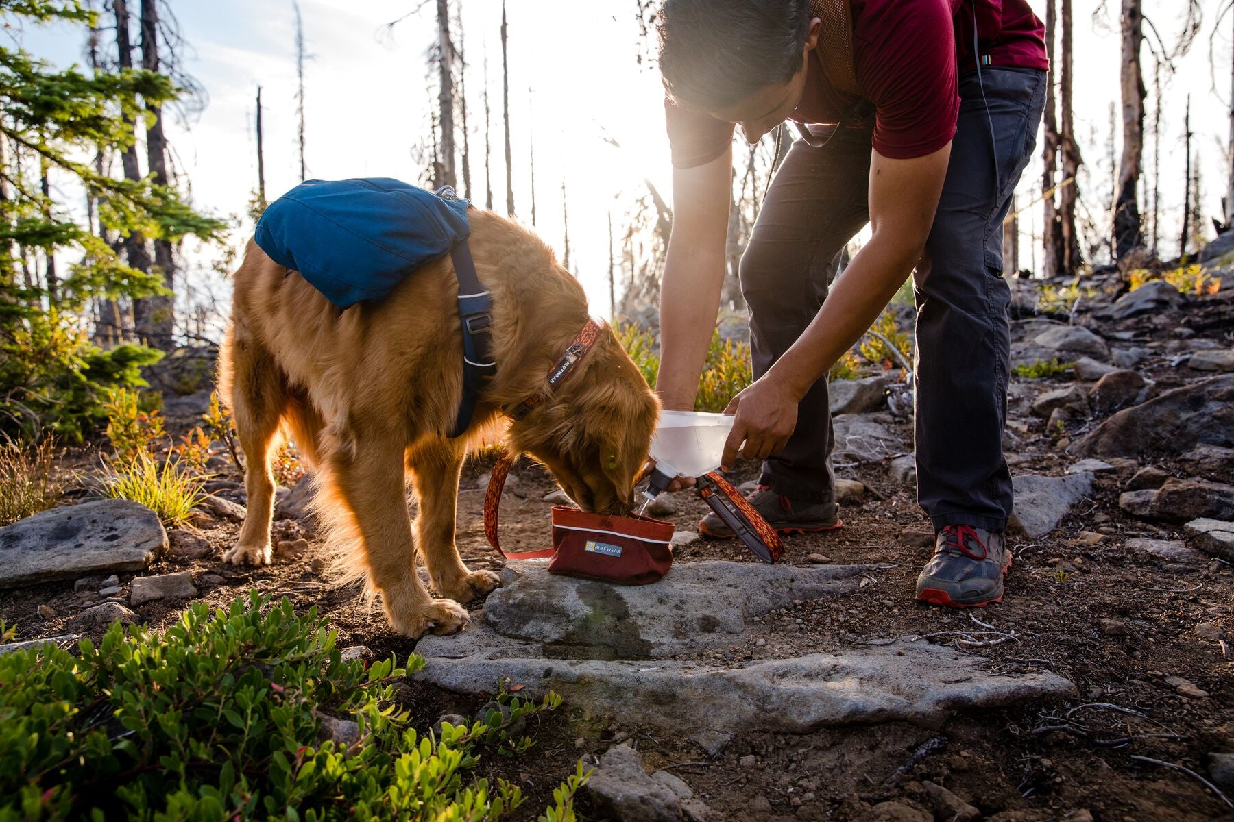 Dog in front range day pack drinks out of quencher packable dog bowl on trail in Jefferson wilderness.