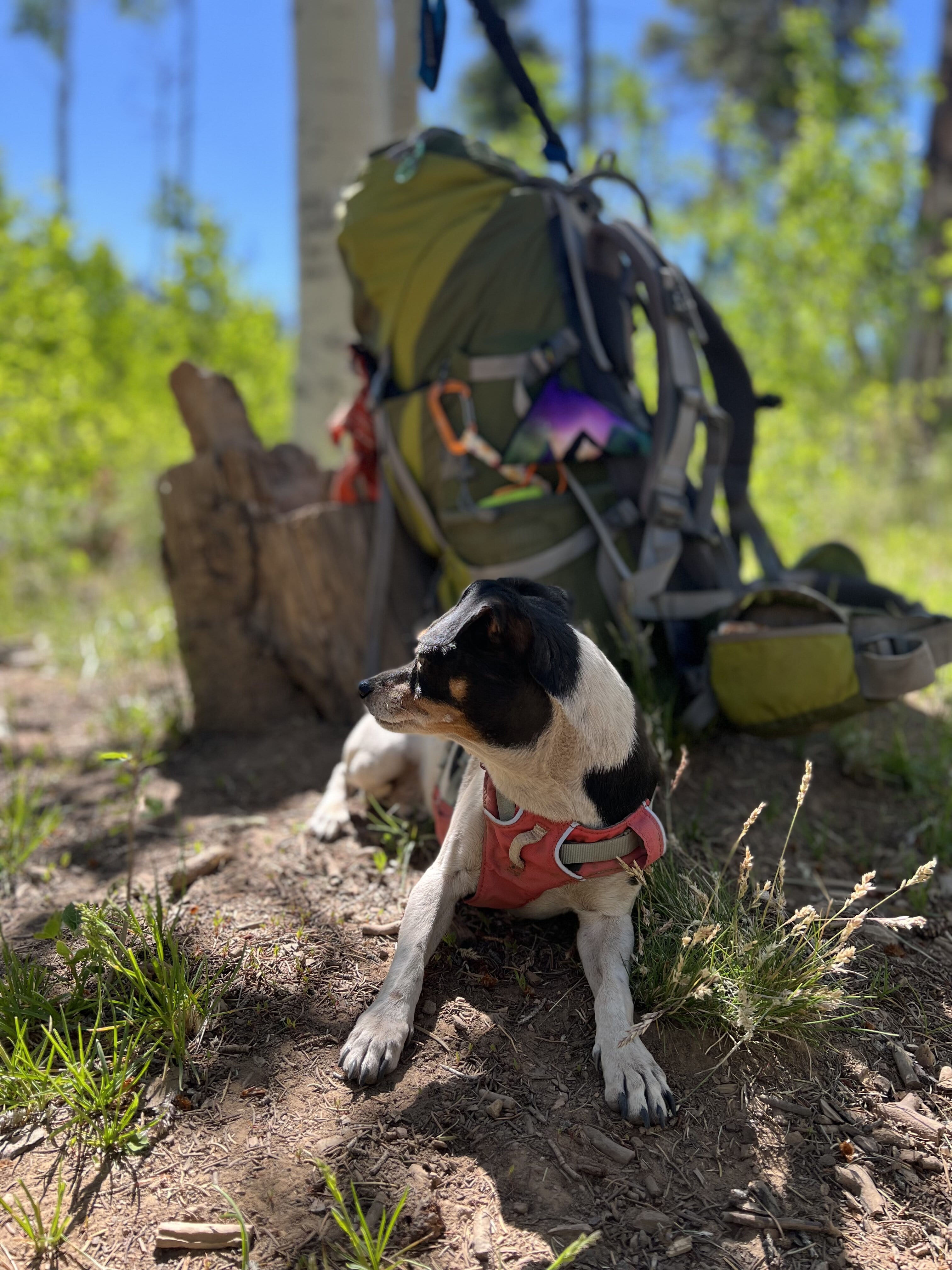 A dog sits and takes a rest while hiking the Arizona trail. 