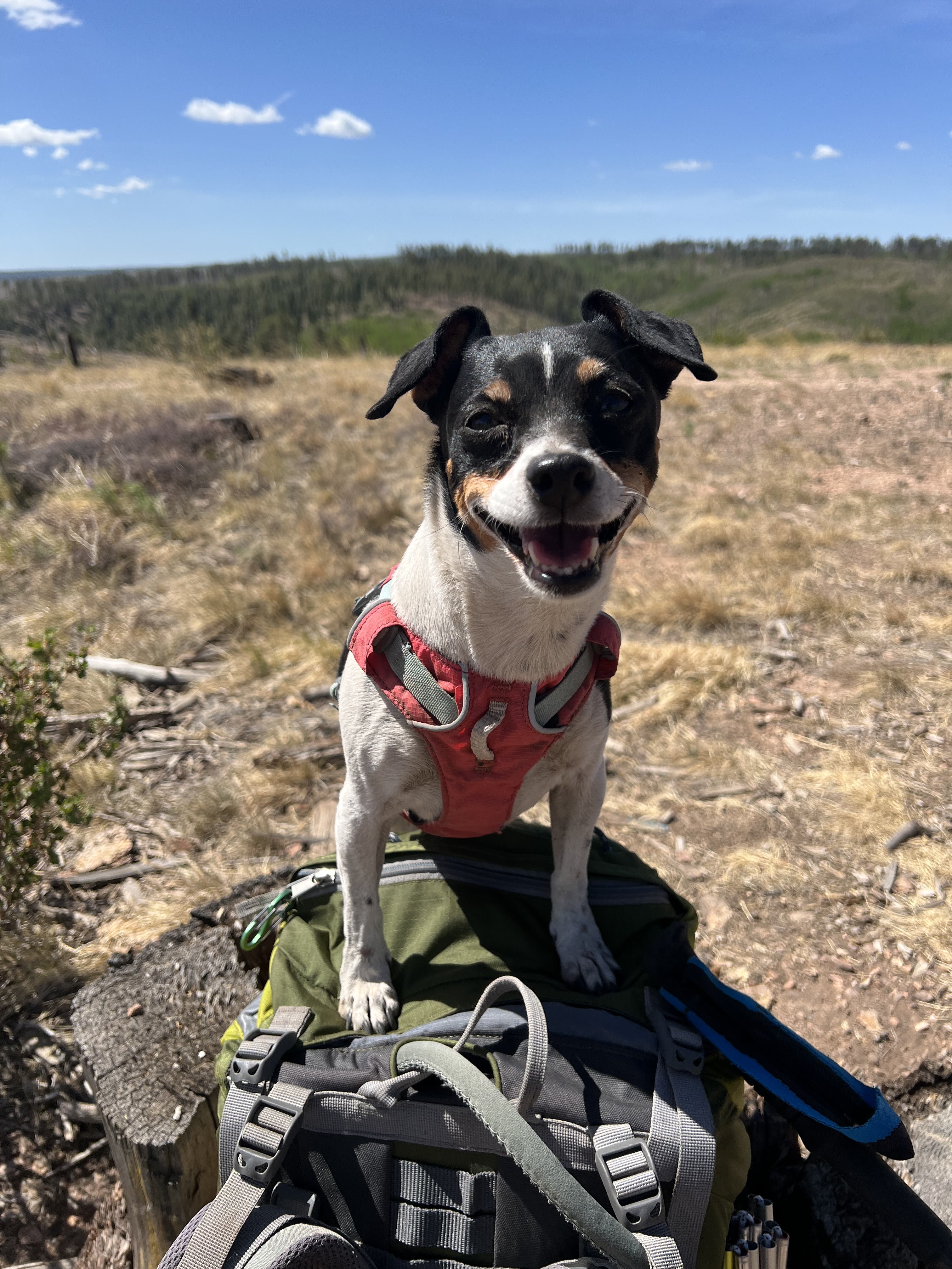 A dog sits on a backpack and smiles while on a hike on the Arizona trail. 