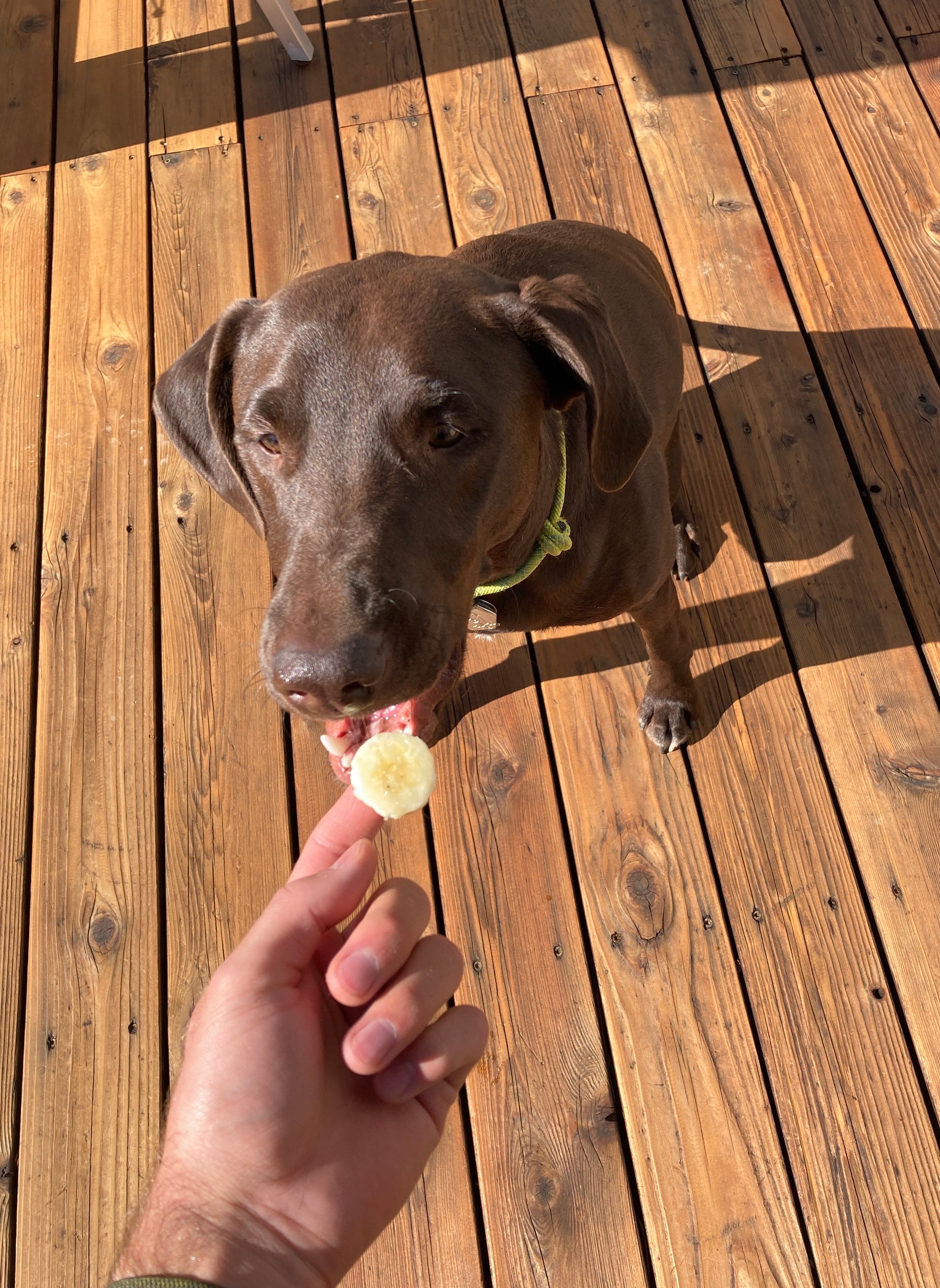 Ren's dog, Sky, enjoys a slice of banana. 