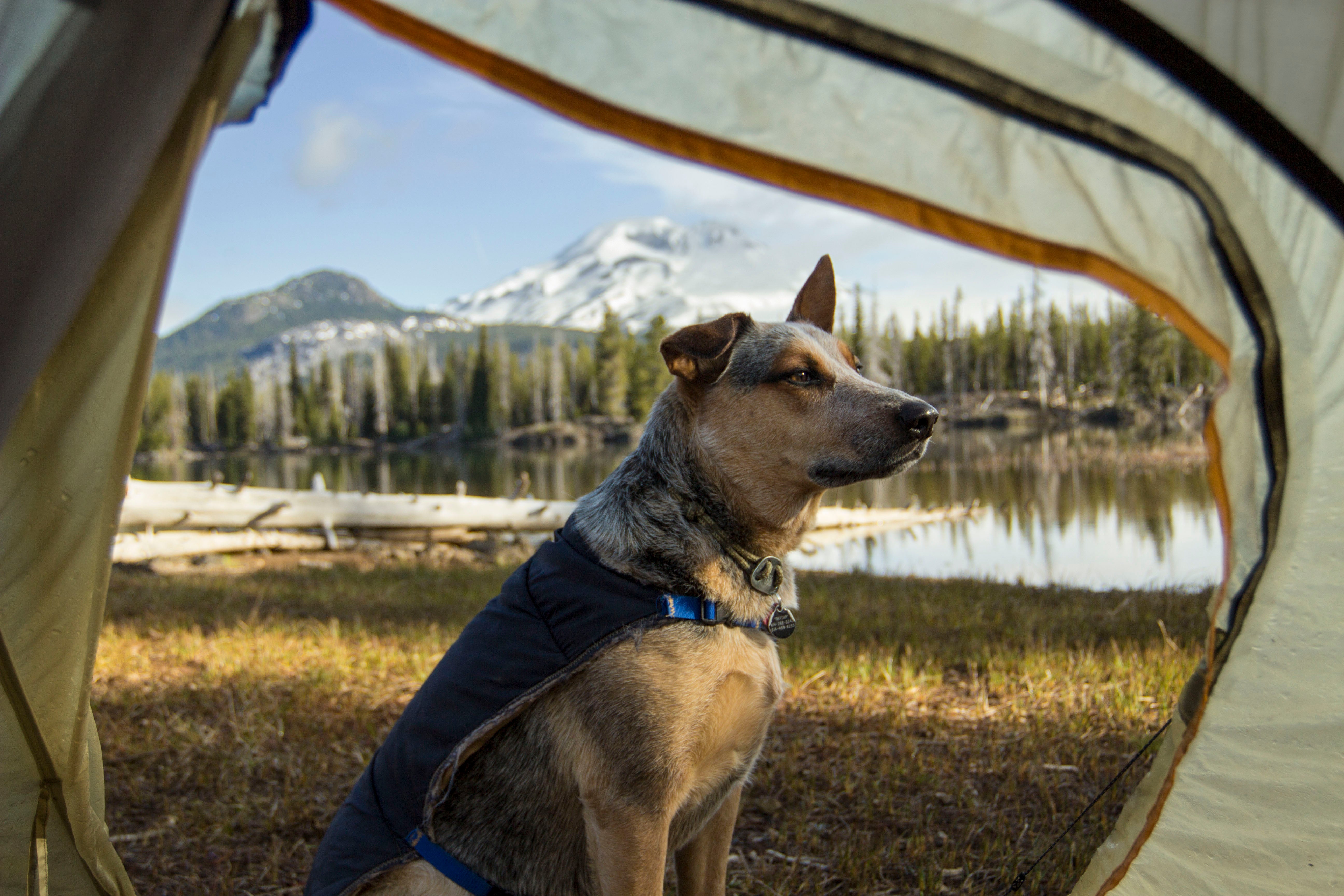 View from inside a tent of dog sitting outside a tent in the backountry.