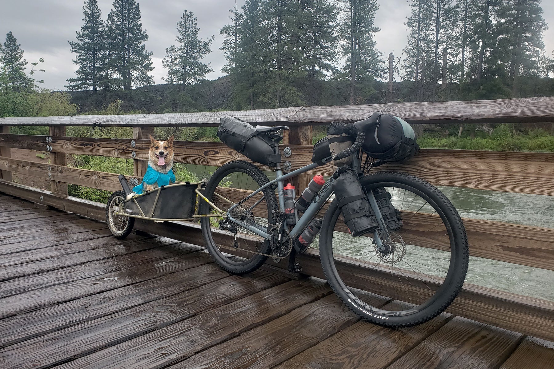 Emma in the trailer behind the gravel bike loaded up for bikepacking on a wood bridge in Central Oregon.
