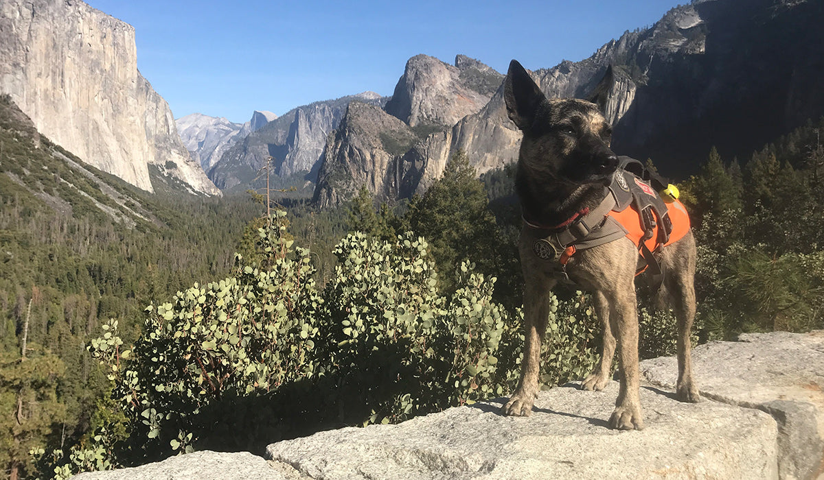 Skye in Yosemite