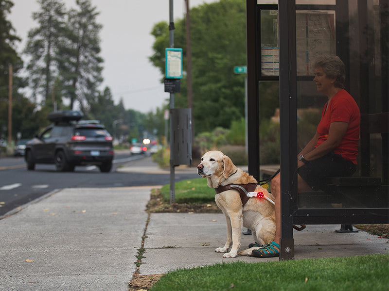 Guide dog in harnes with Audible beacon sit at bus stop in front of human handler..