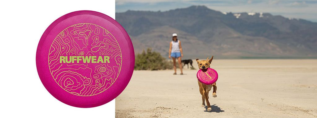 Dog runs carrying camp flyer dog frisbee in Alvord desert.