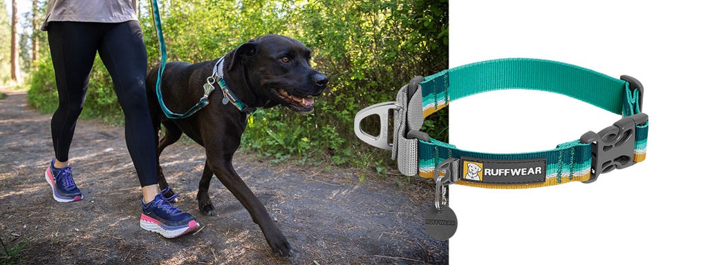 Dog walks on trail wearing web reaction collar and matching Crag Leash.