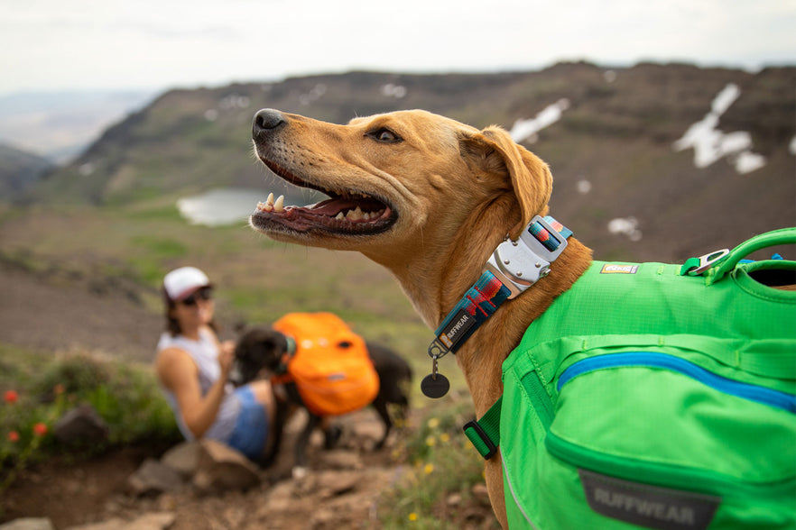 Top Rope™ Dog Collar | Metal Buckle 