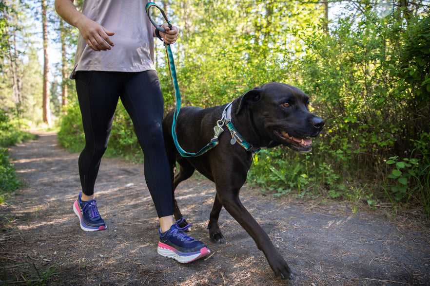 Web Reaction™ Martingale Dog Collar 