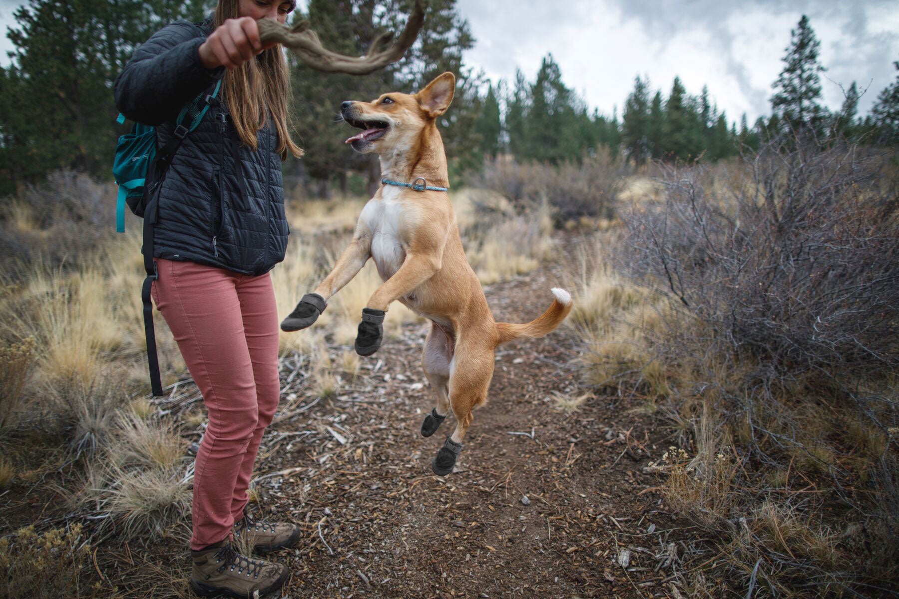 Human holds up stick while dog in summit trex waterproof dog shoes jumps up to grab it.