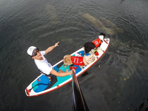 Maria & Dogs paddleboarding with Manatees.