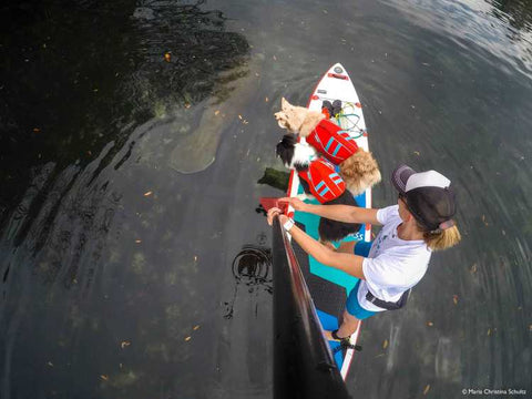 Maria & Dogs paddleboarding with Manatees.