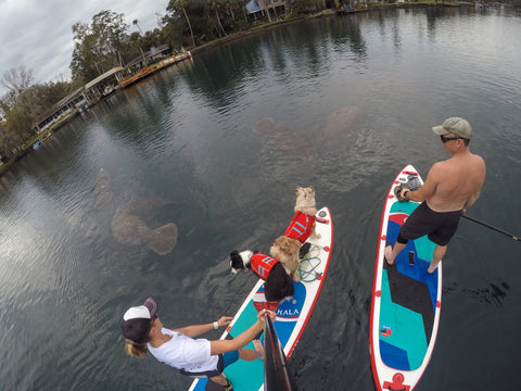 Maria & Dogs paddleboarding with Manatees.