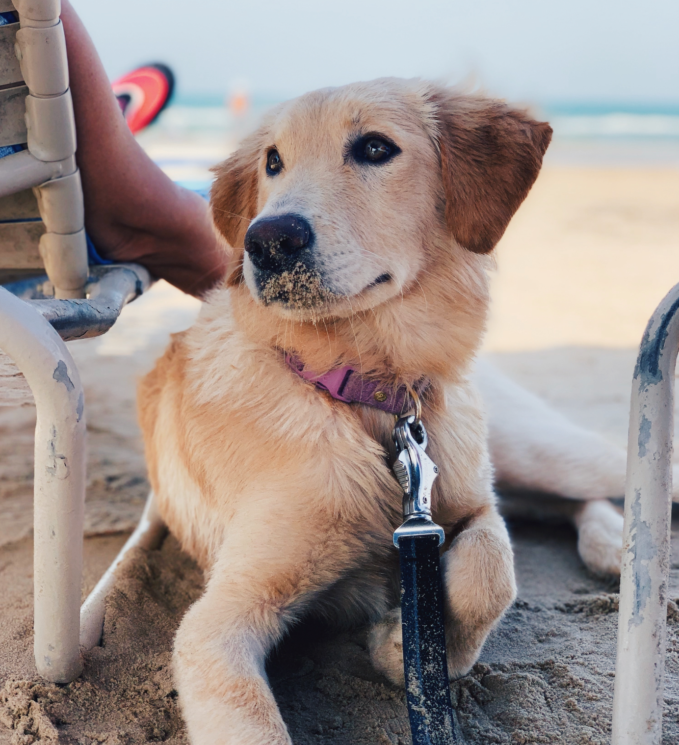 Dog sitting on beach