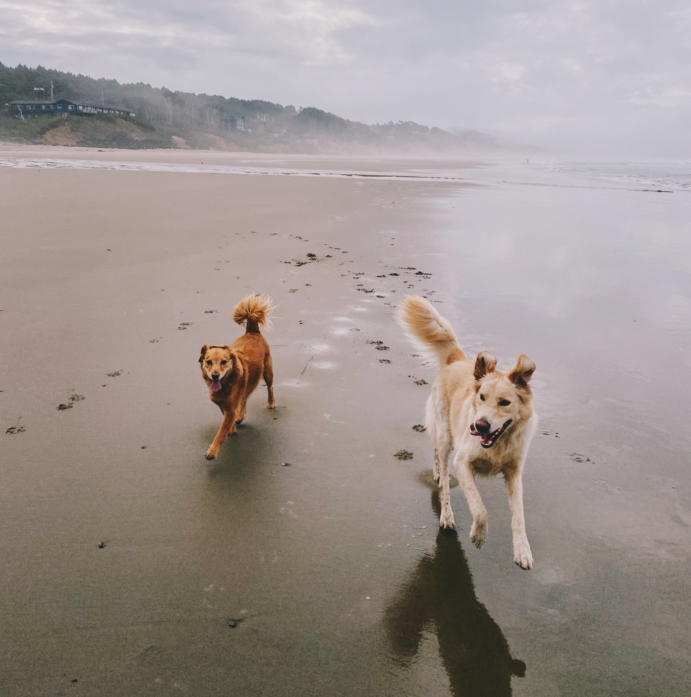 Two happy dogs running on the beach