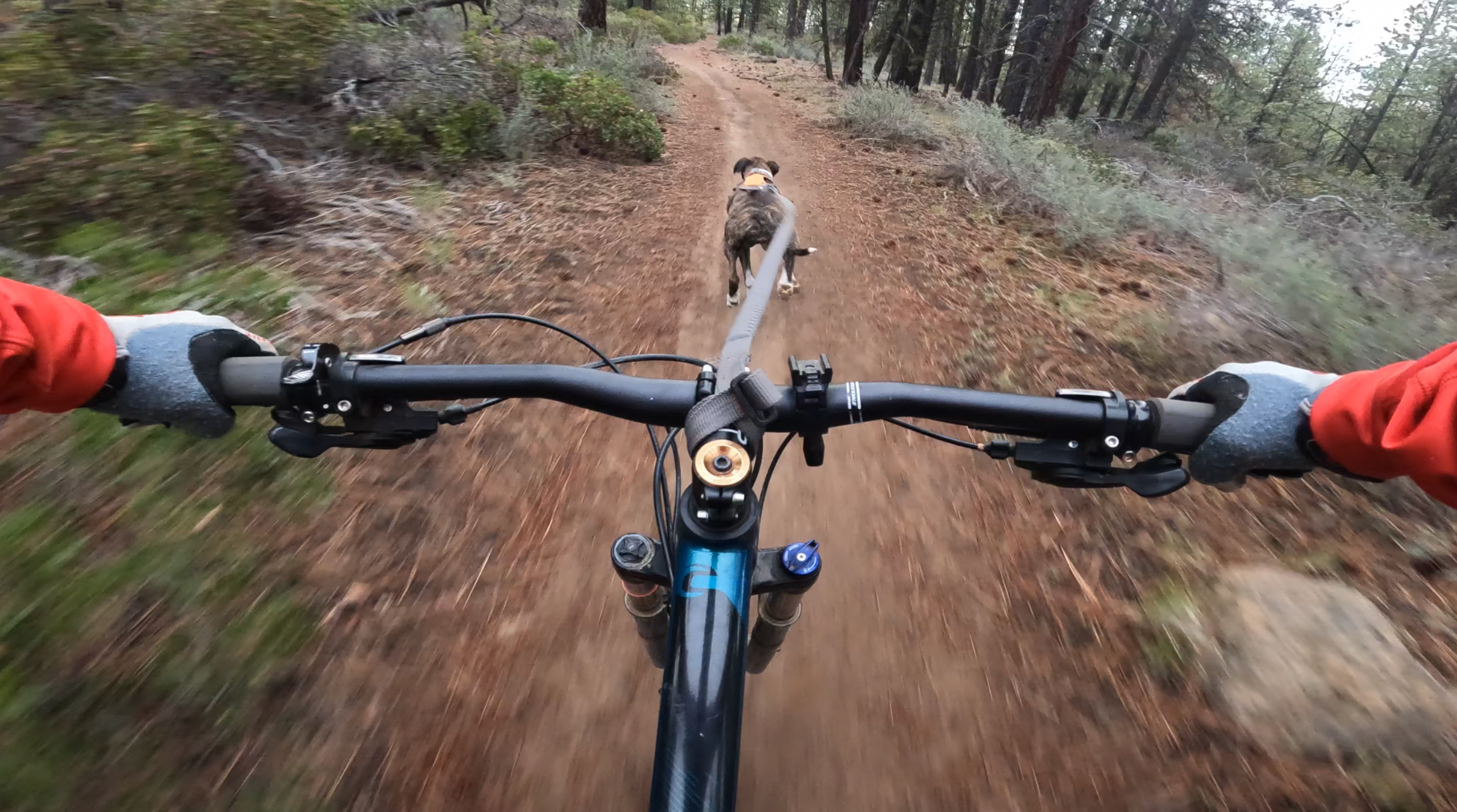 View of dog puling a mountain bike from the handlebars