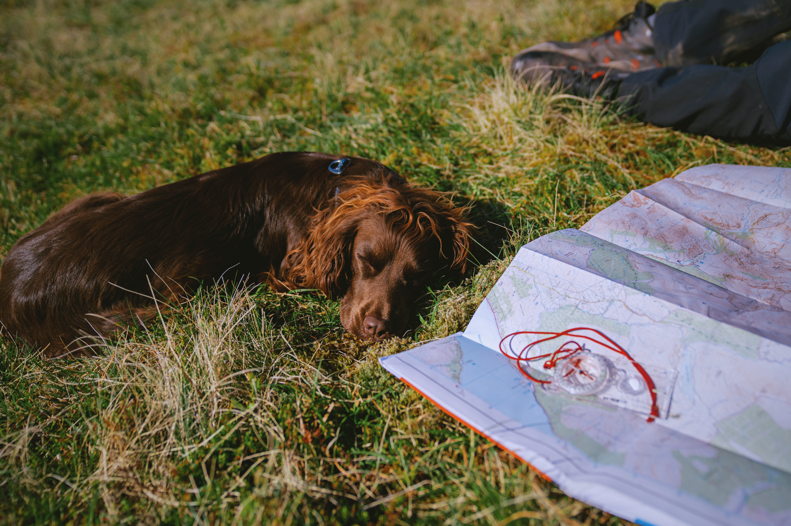 Dog napping by a trail map and compass