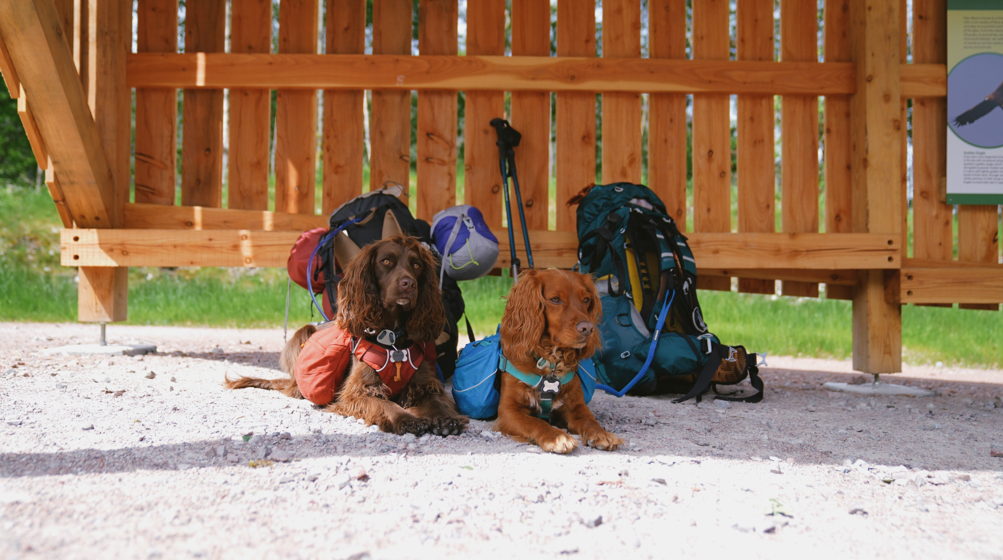 Two spaniels wearing packs, laying down at the trailhead