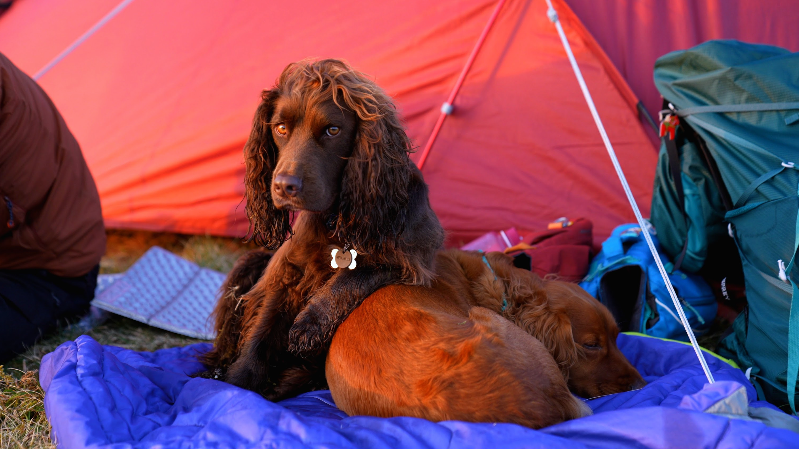 Two dogs curled up on a Highlands Sleeping Bag for Dogs