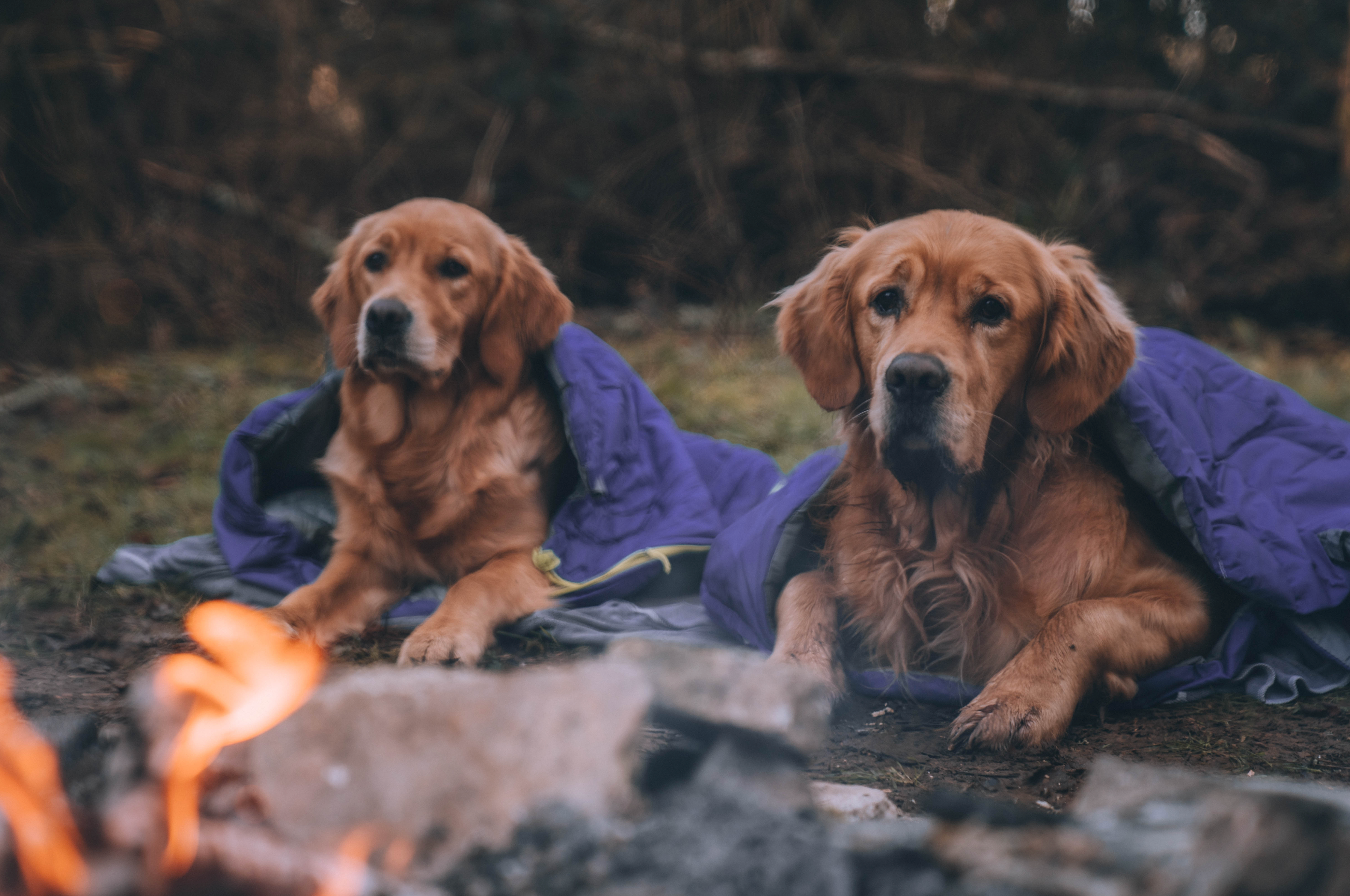 Two dogs in sleeping bags by a campfire