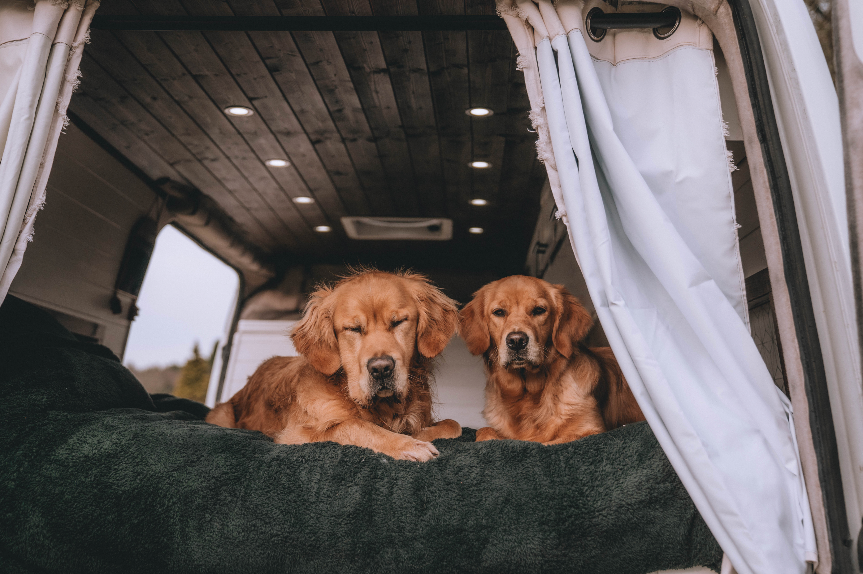 Two dogs sitting on a bed in a camper van