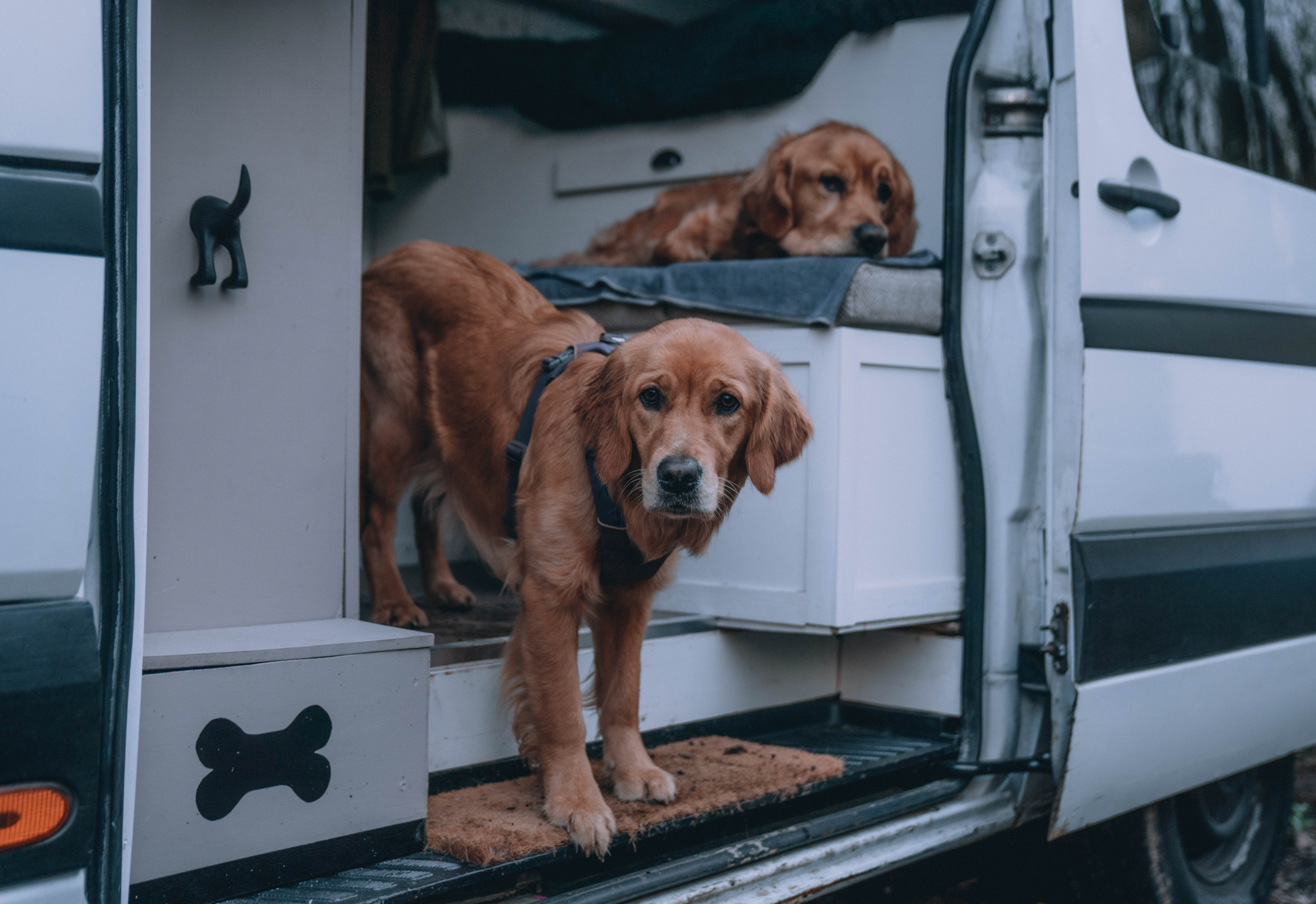 Two dogs in a camper van