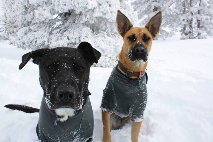 two dogs in powder hound dog ski jackets in the snow.