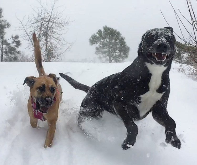 Two dogs jumping in the snow.