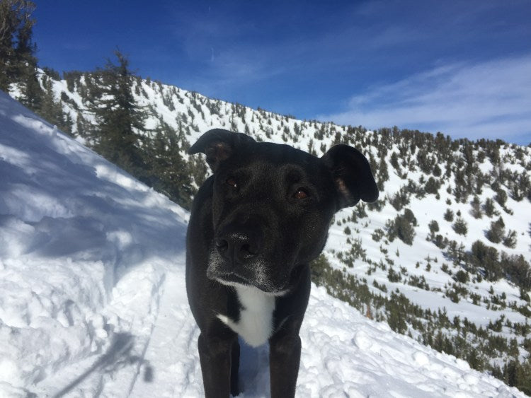 Dog on snowy ski hill looks at camera.