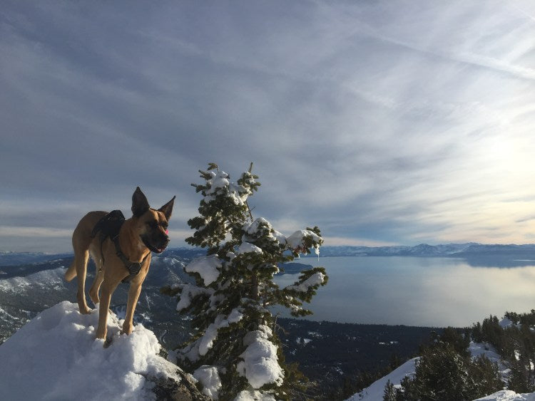 Dog stands on top of snow mound on top of peak overlooking lake.