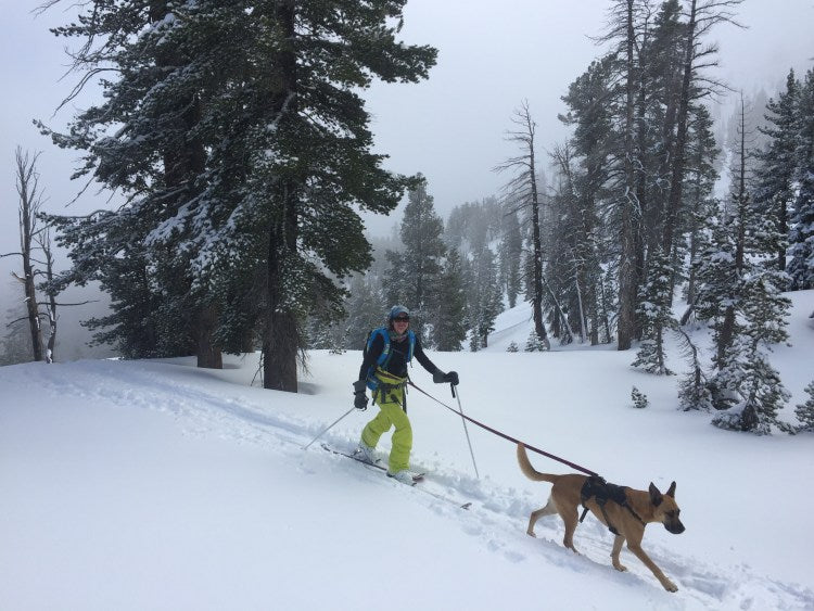Laura is towed by dog on leash while climbing uphill to ski.