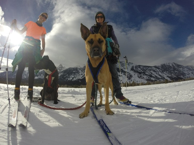 Laura and friend cross country skiing with dogs.