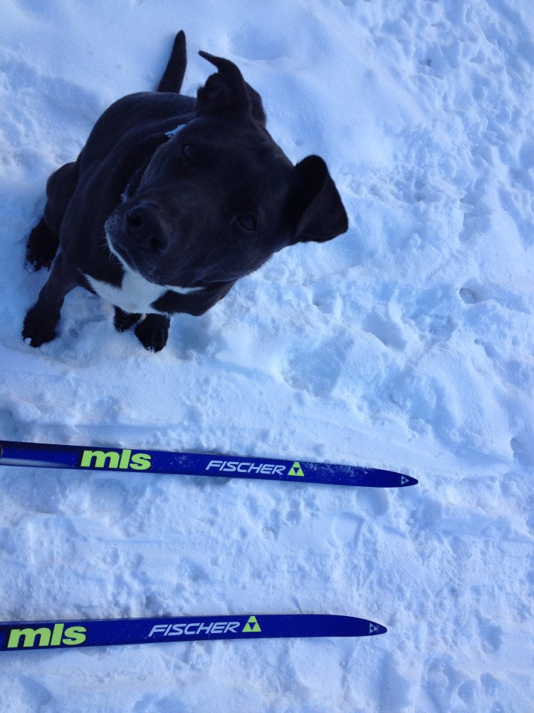 Dog looking up at camera sitting next to cross country skis.