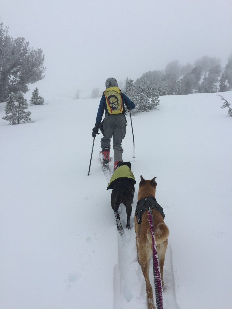 Laura backcountry skiing with her dogs.