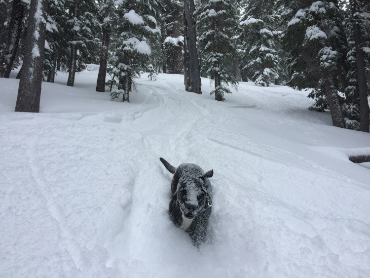 Dog getting "Faceshots" walking through snow in human's ski tracks.