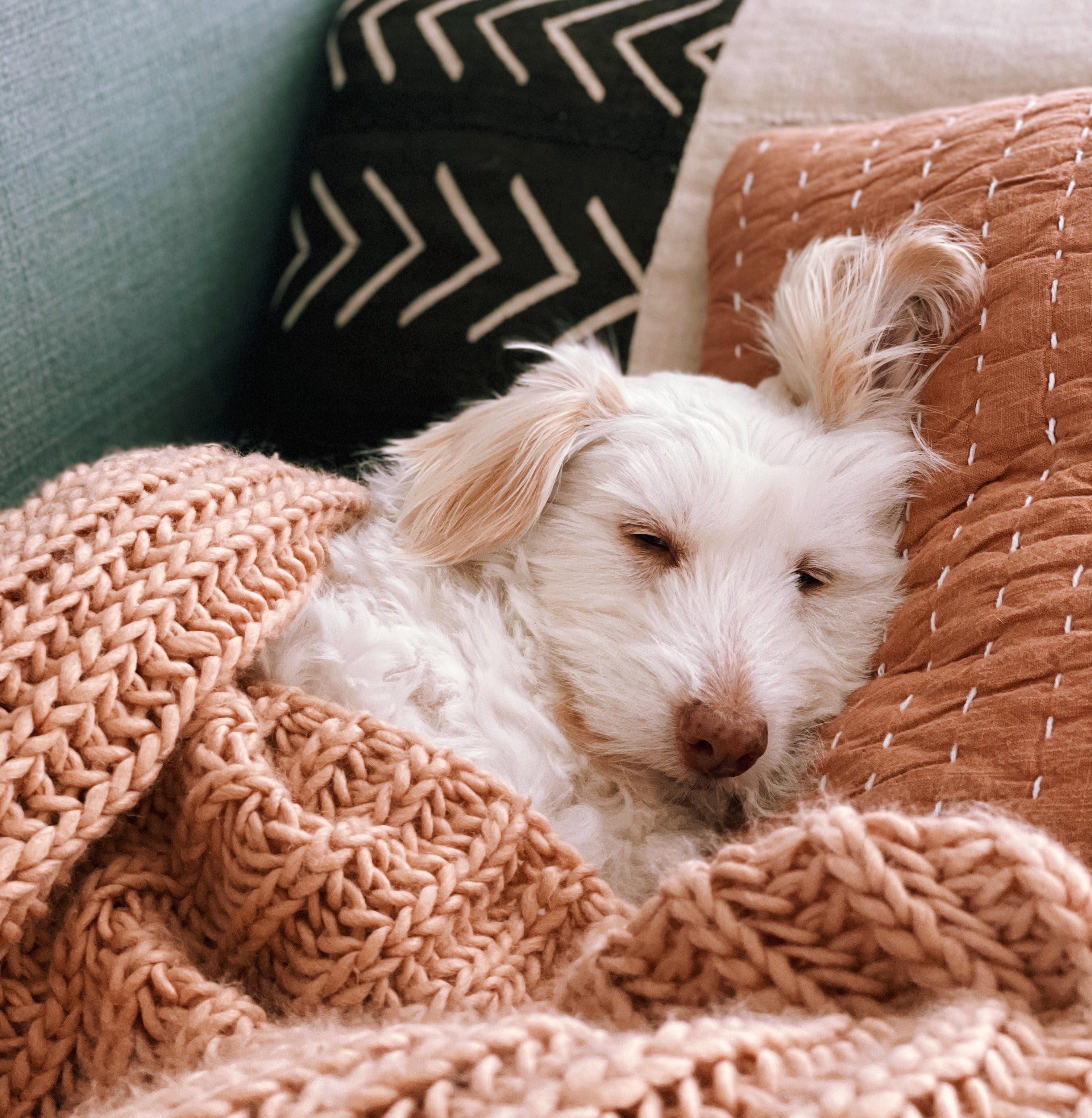 A dog rests on the couch with a pillow and blanket. 