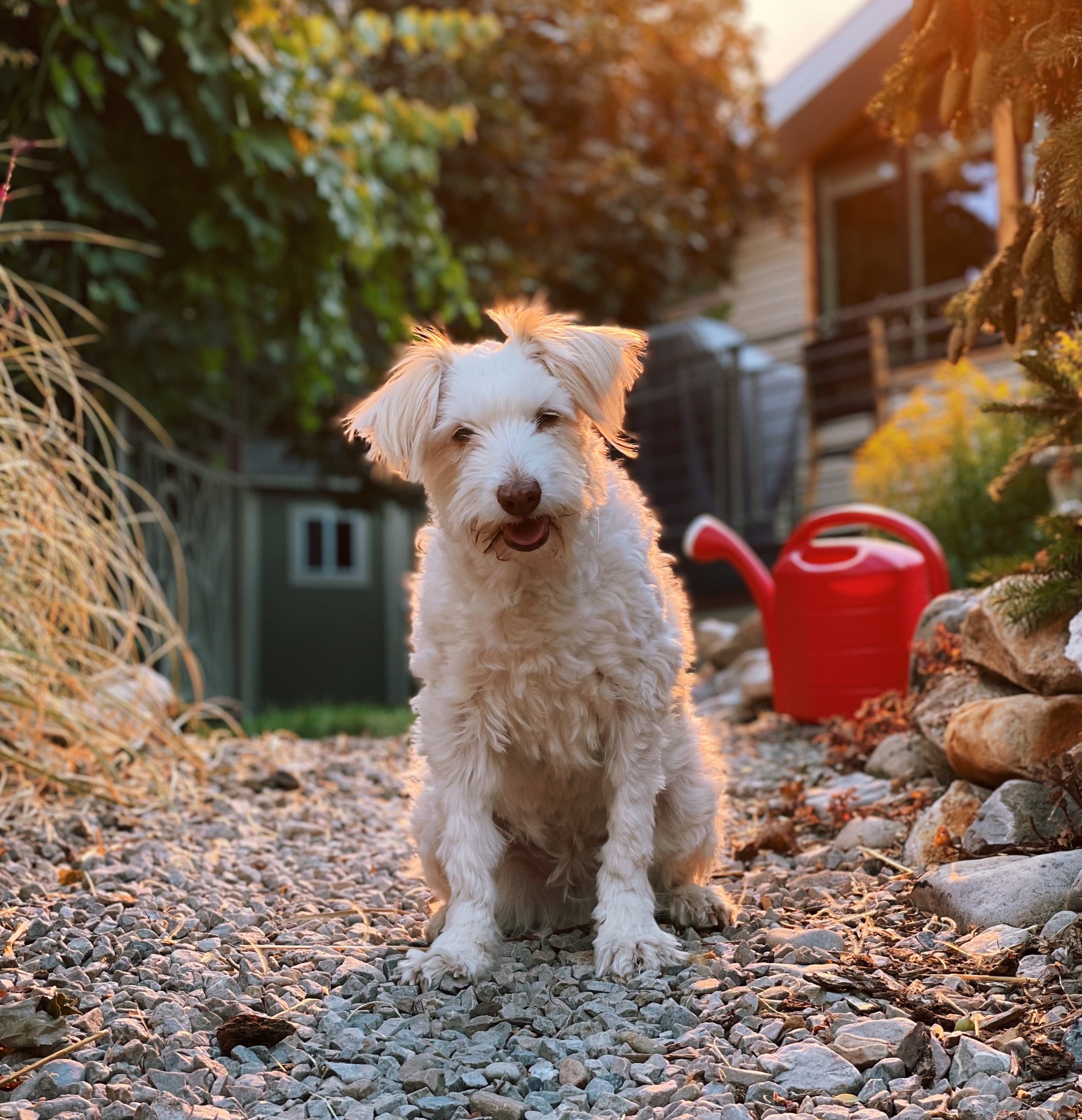 A dog sits in a backyard garden. 