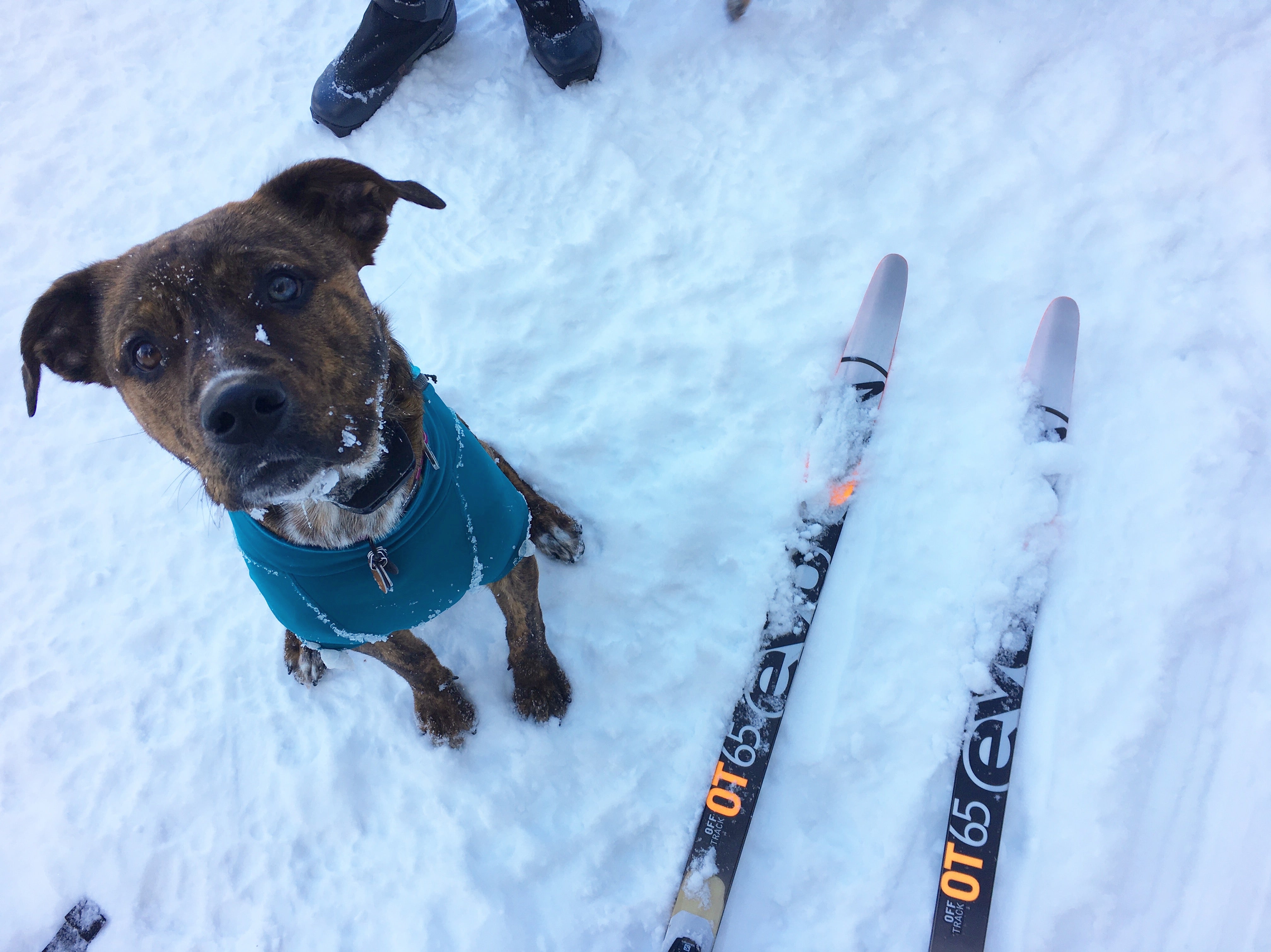 dog sitting next to skis in the snow